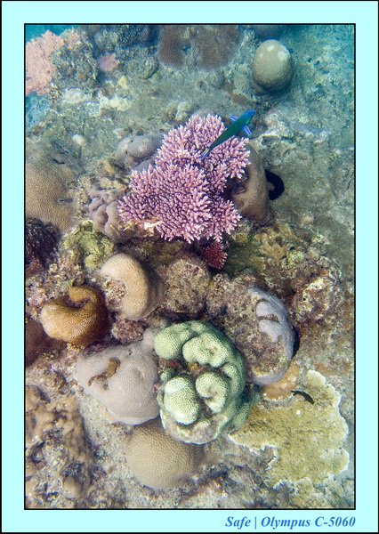 2006 - 07 - Perhentian - Plongee 13